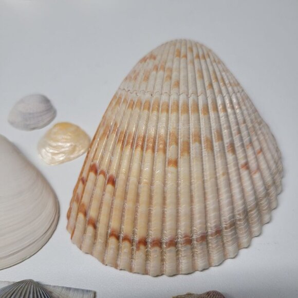 Seashell Nautical Decor Lot Mixed Sizes Blue Brown Half Clam 25 Pieces - Picture 5 of 13